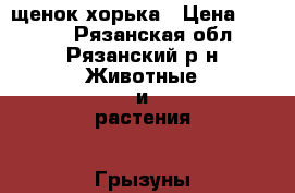 щенок хорька › Цена ­ 4 000 - Рязанская обл., Рязанский р-н Животные и растения » Грызуны и Рептилии   